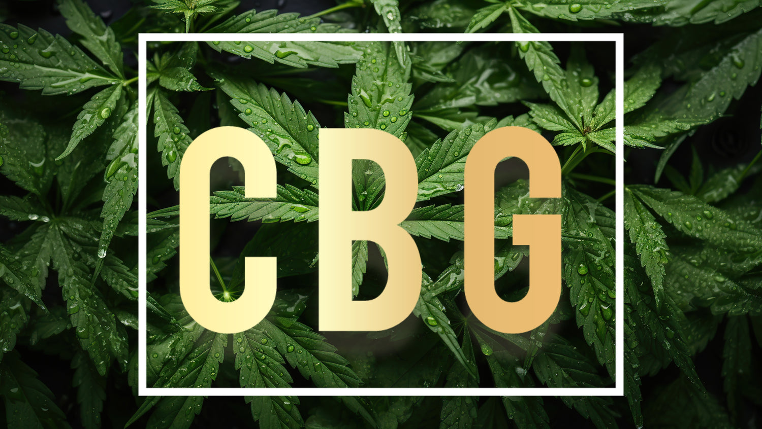 CBG - Qu'est-ce que c'est et à quoi sert-il ?