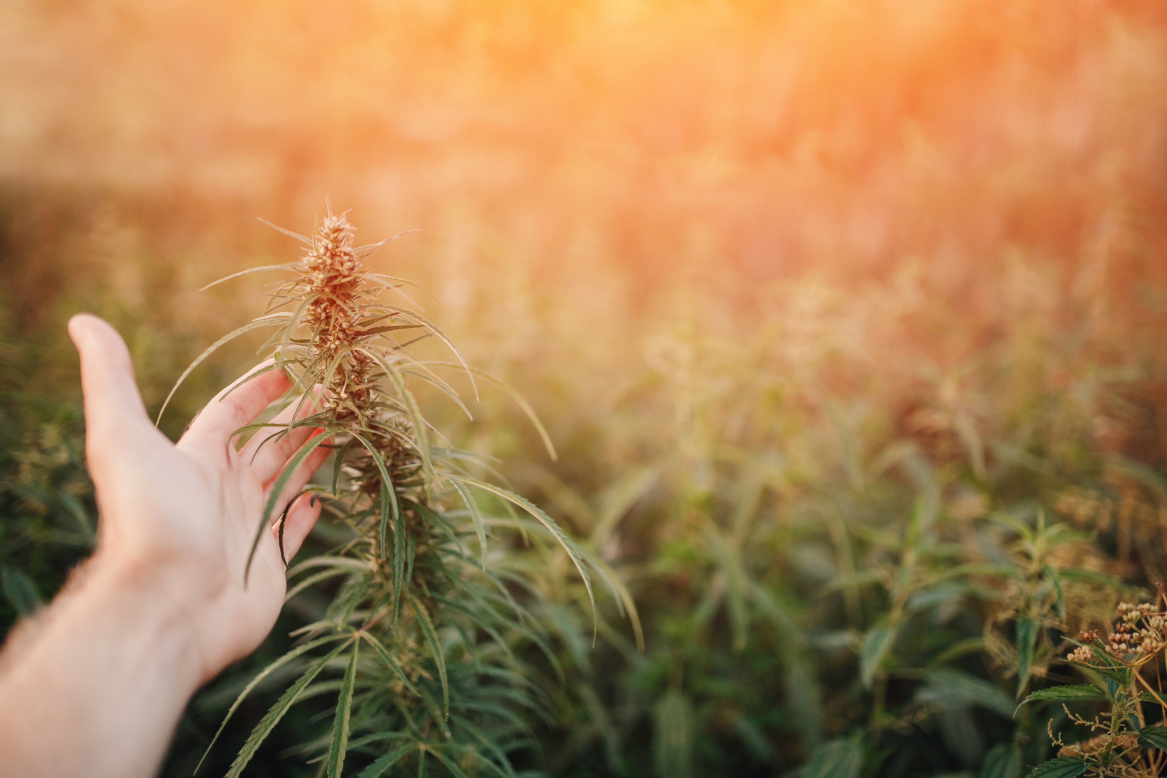 Le CBD et la Détoxification : Un Allié Naturel pour un Corps Sain