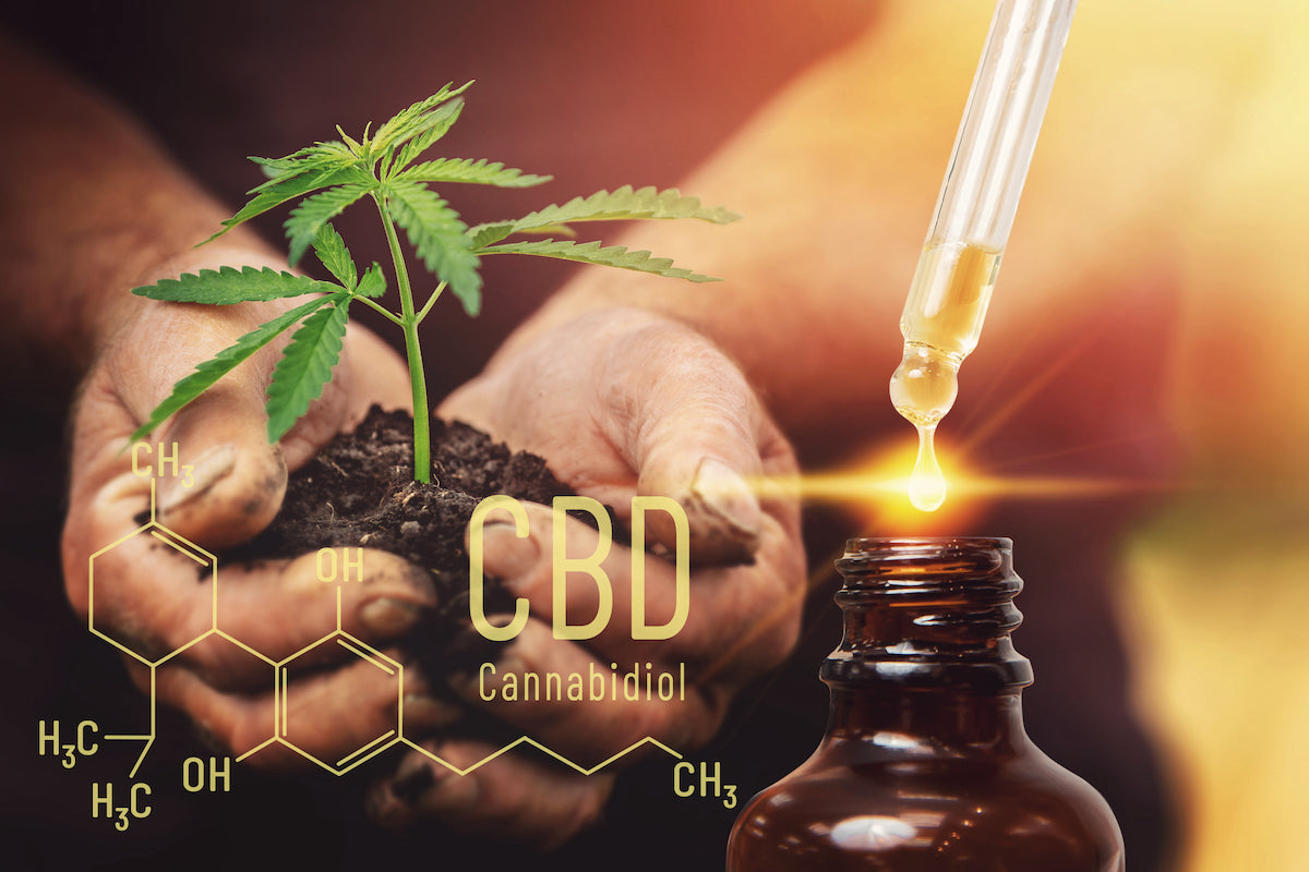 Sous quelles formes consomment le CBD pour bénéficier de ses bienfaits ?