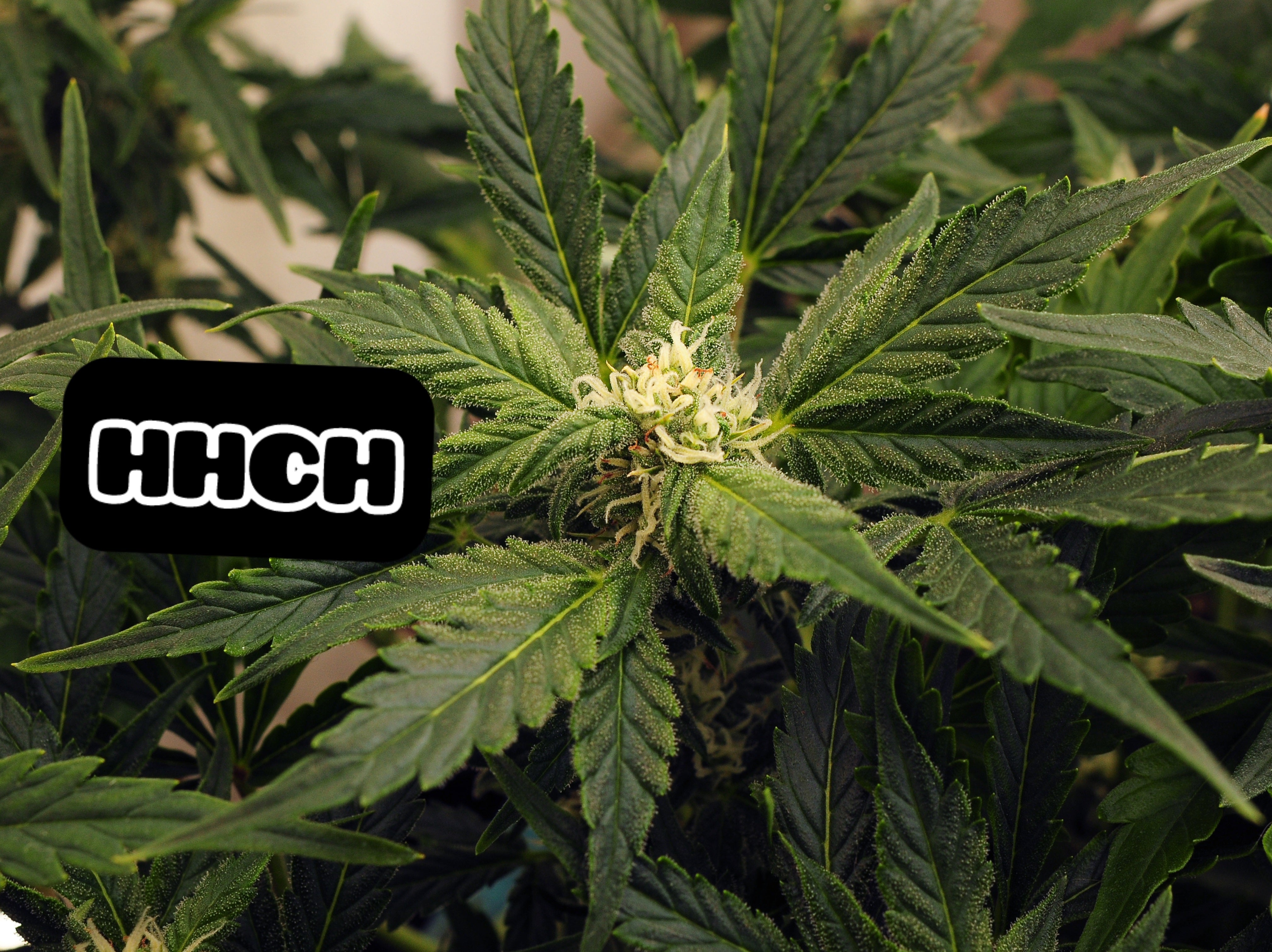 Comprendre le HHCH : Origines, Effets, Risques et Disponibilité