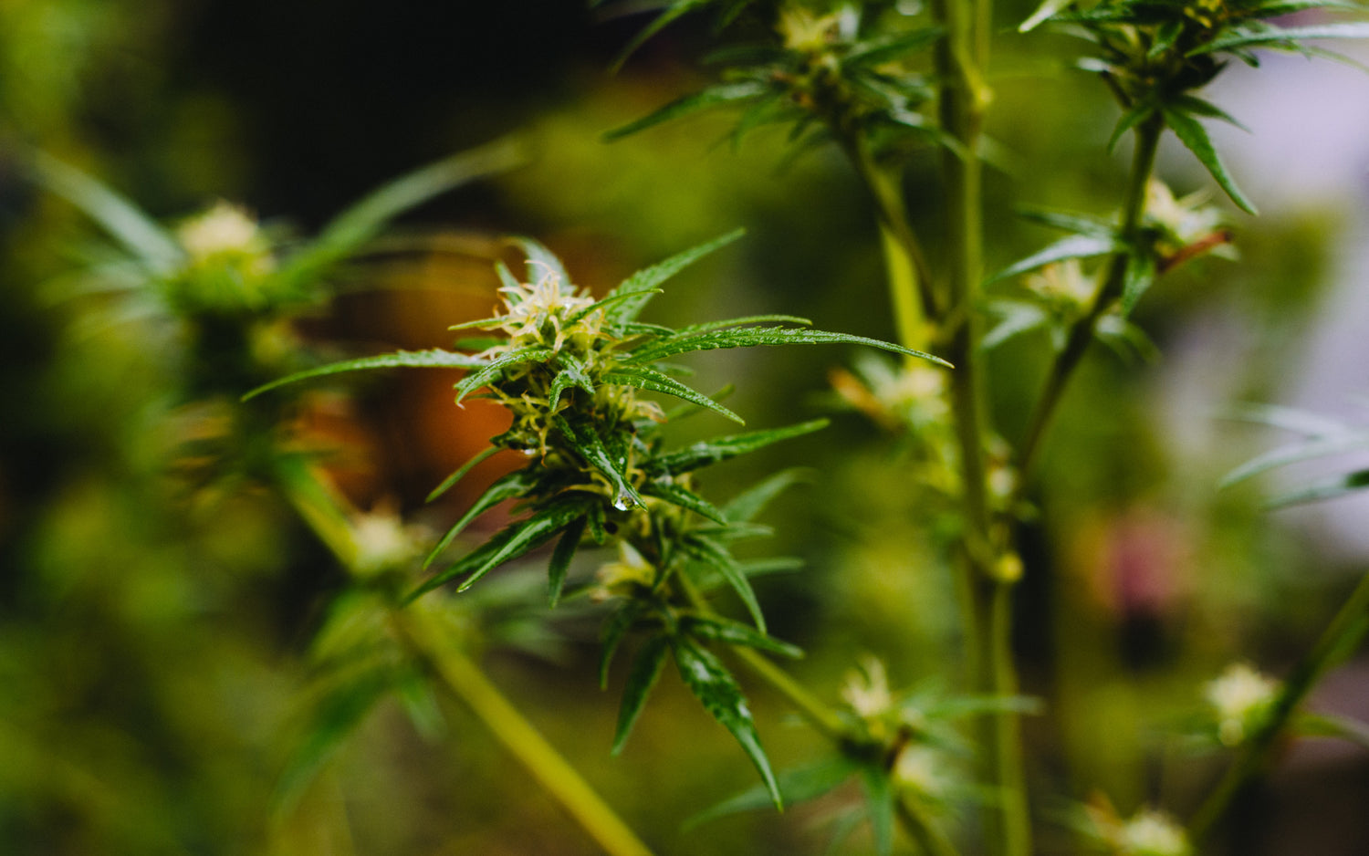 Les terpènes du CBD, qu’est-ce que c’est ?