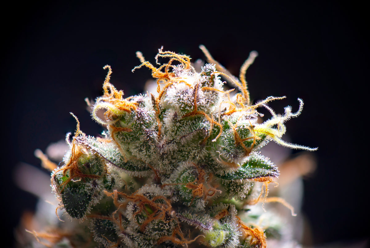 Les terpènes du CBD, qu’est-ce que c’est ?