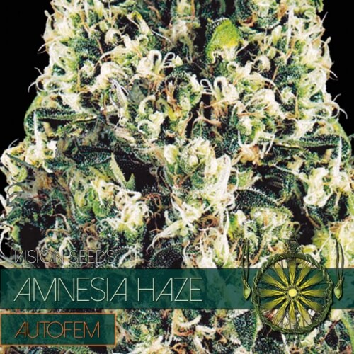 Amnesia Haze - 3 zaden (auto)