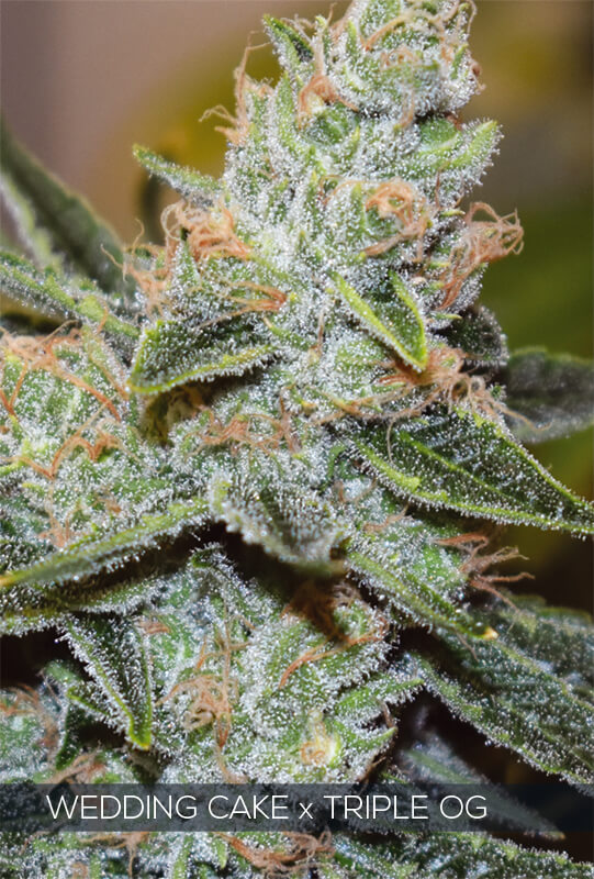 Wedding Cake x Triple OG - 3 seeds