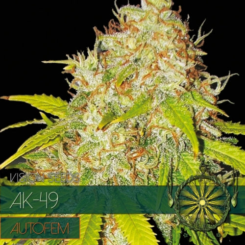 AK-49 - 3 zaden (auto)