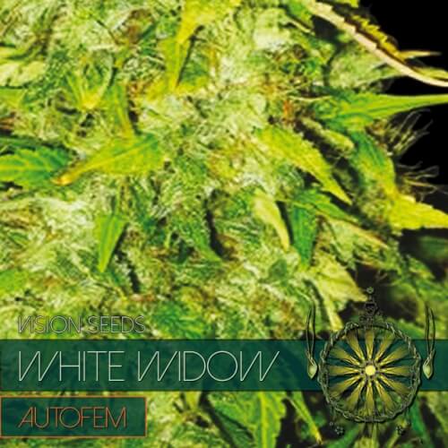 White Widow - 3 zaden (auto)