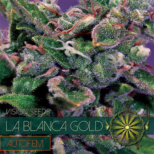 La Blanca Gold - AutoFem