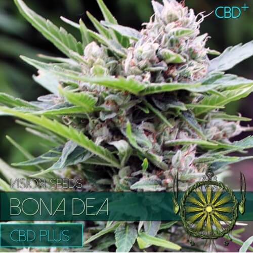 Bona Dea CBD+ - 3 graines