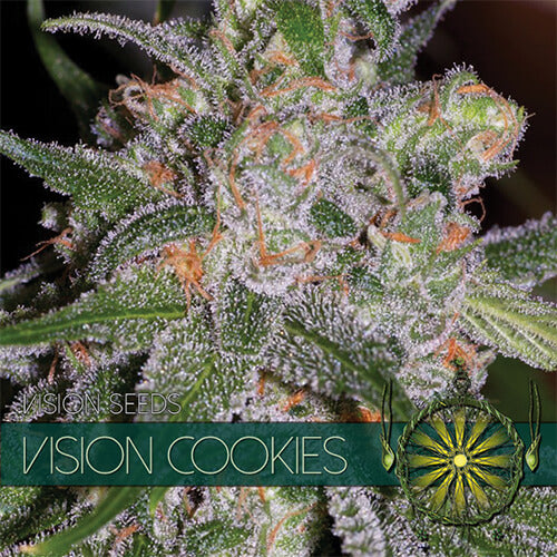 Vision Cookies - 3 zaden