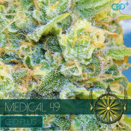 Medical 49 - 3 seeds - CBD+
