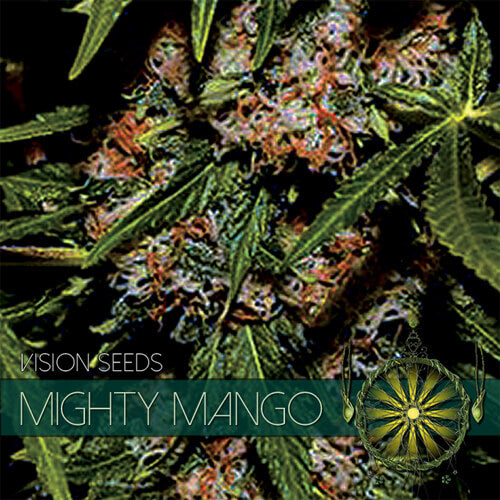 Mighty Mango Bud - 3 seeds