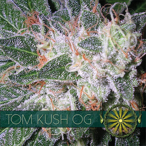 Tom Kush OG - 3 seeds