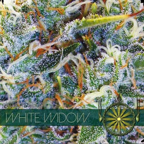 White Widow - 3 zaden