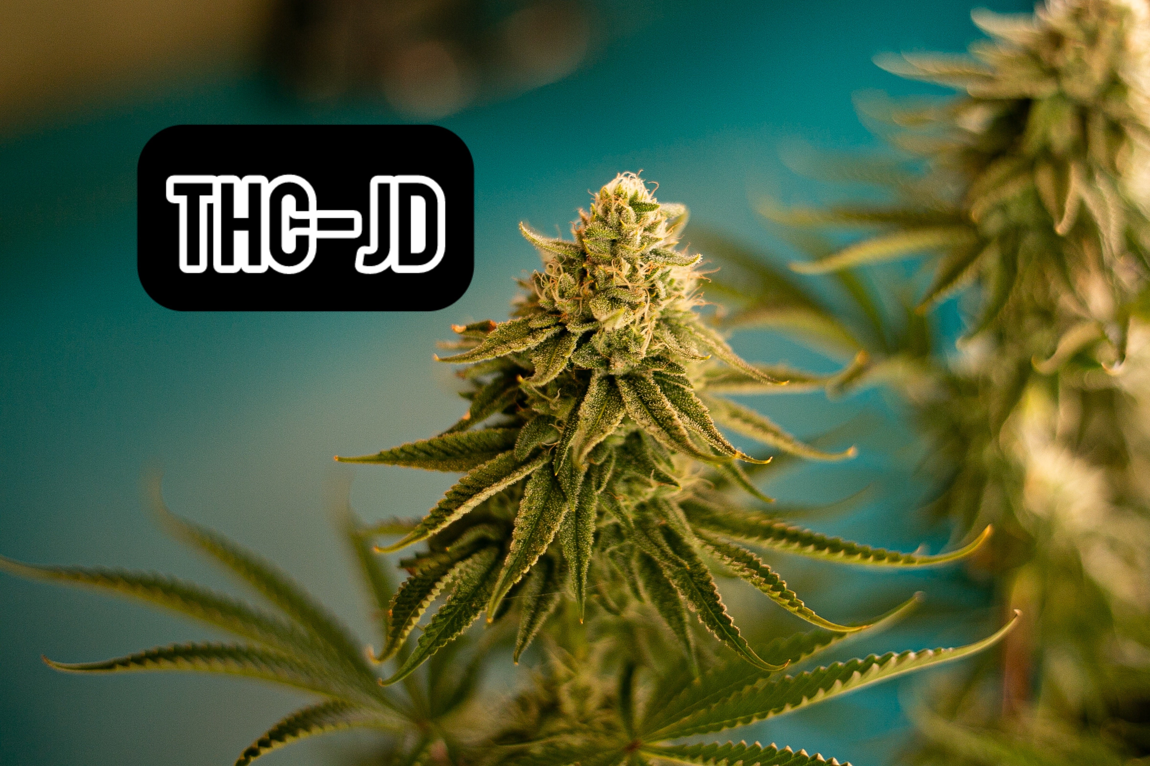 Découverte du THCJD : Un Nouveau Cannabinoïde Révolutionnaire