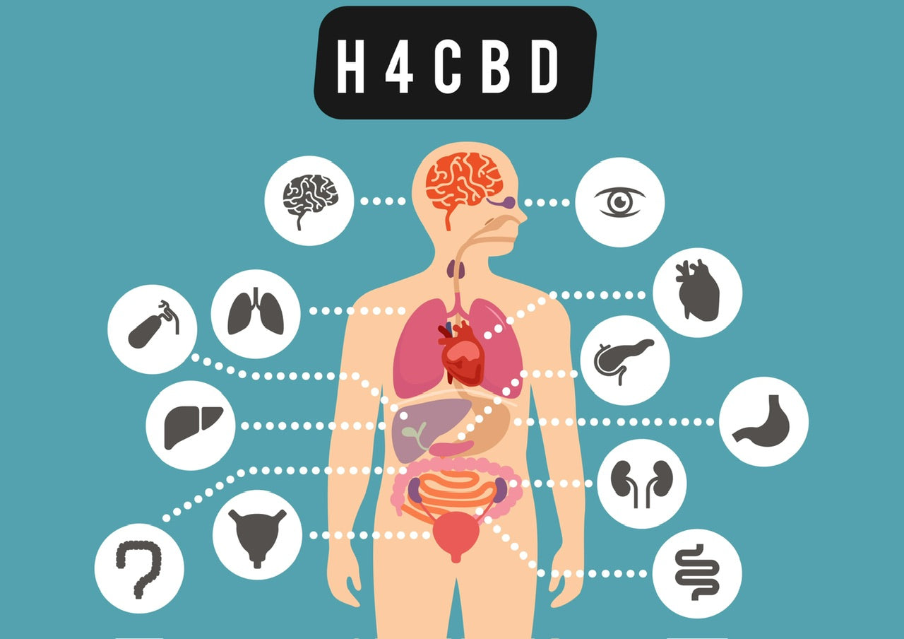 Quels sont les effets du H4CBD dans l’organisme ?