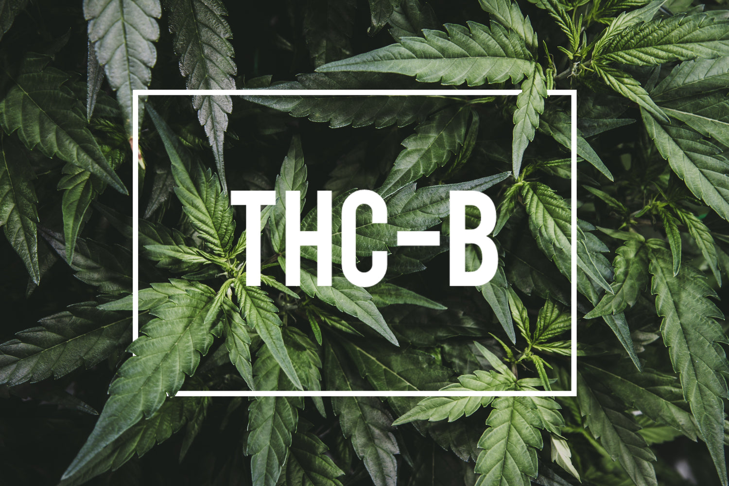 THC-B : Un Nouveau Phénomène dans le Monde des Cannabinoïdes