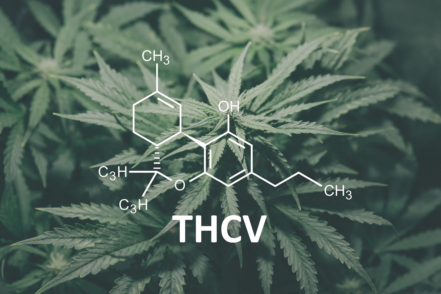 Le Cannabinoïde THCV : Un Potentiel Supplément Pour la Perte de Poids et le Diabète