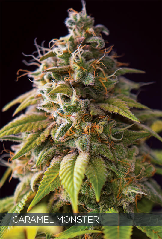 Caramel Monster – 3 seeds