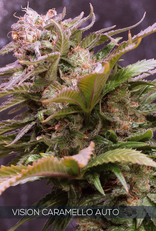 Vision Caramello – 3 seeds (auto)