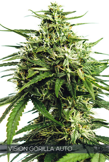 Vision Gorilla – 3 seeds (auto)