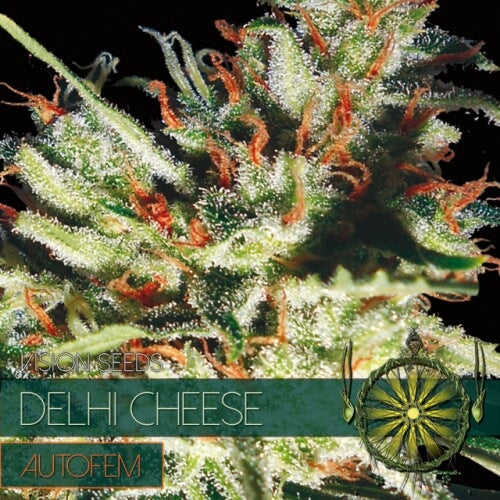 Delhi Cheese - 3 seeds (auto)