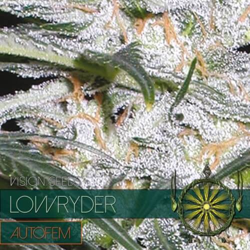 Lowryder - 3 seeds (auto)