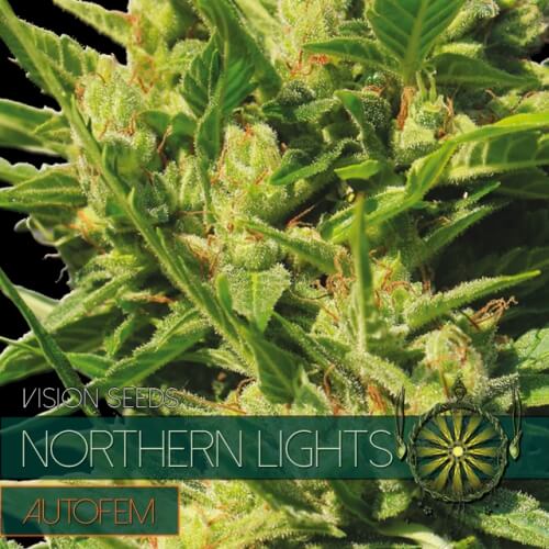 Northern Lights - 3 seeds (auto)