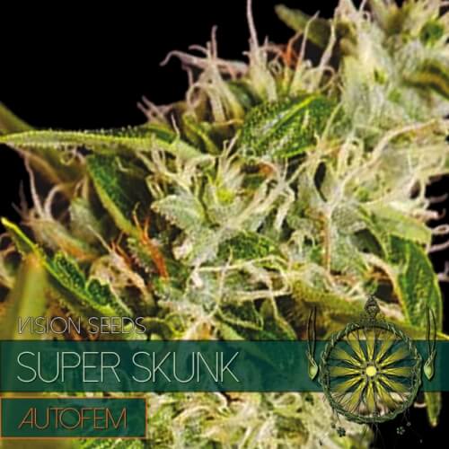 Super Skunk - 3 seeds (auto)