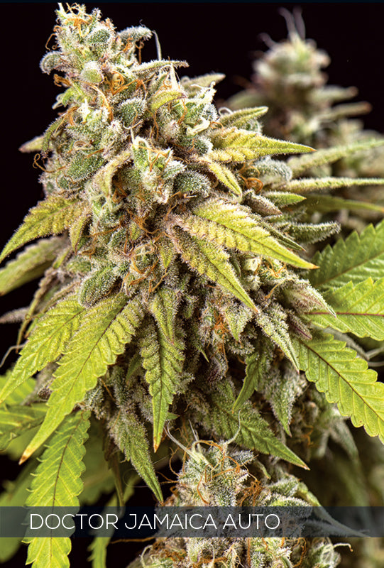 Doctor Jamaica – 3 seeds (auto)