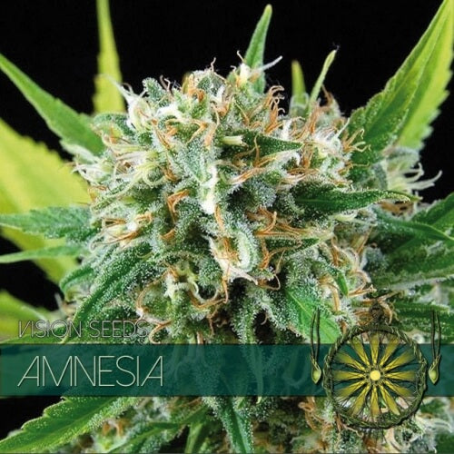 Amnesia - 3 seeds