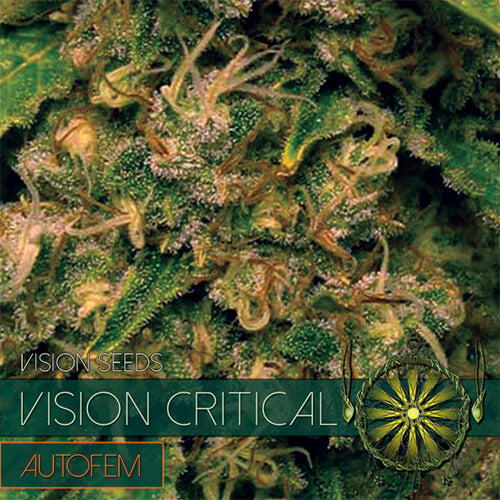 Vision Critical - 3 seeds (auto)