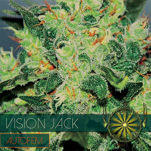 Vision Jack - 3 seeds (auto)