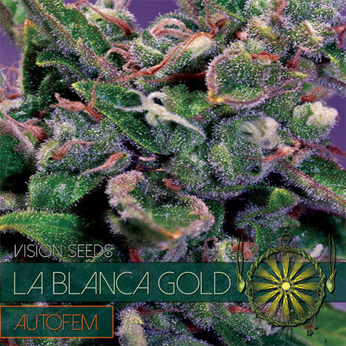 La Blanca Gold - 3 seeds (auto)