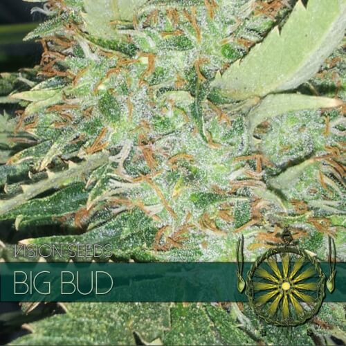 Big Bud - 3 seeds