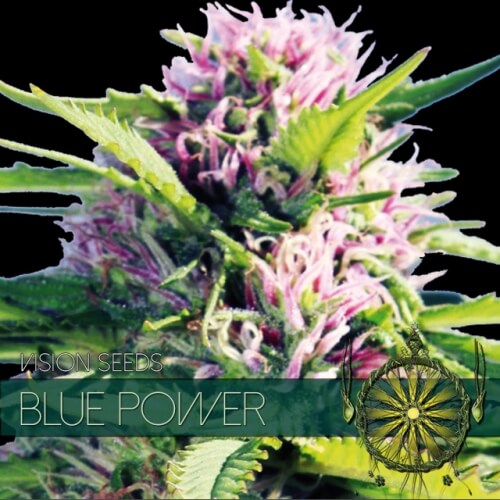 Blue Power - 3 seeds