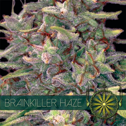 Brainkiller Haze - 3 seeds