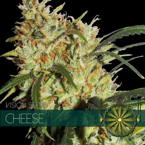 Cheese - 3 seeds