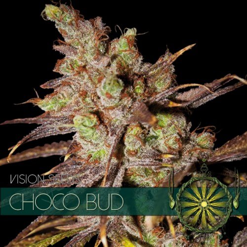 Choco Bud - 3 seeds