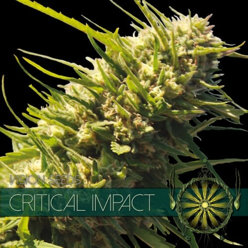 Critical Impact - 3 seeds