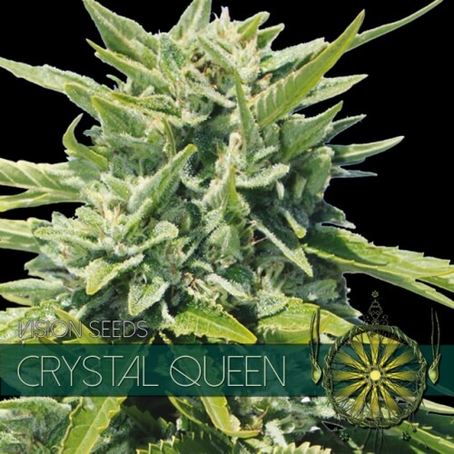 Crystal Queen - 3 seeds