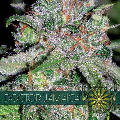 Doctor Jamaica - 3 seeds