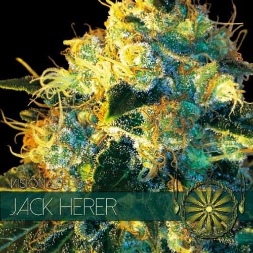 Jack Herer - 3 seeds