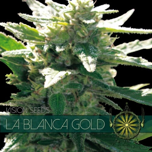 La Blanca Gold - 3 seeds