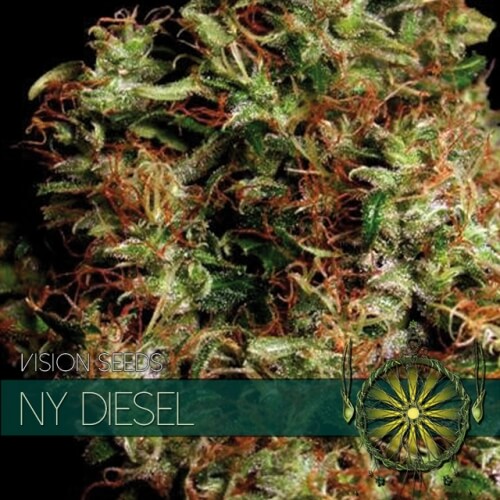 NY Diesel - 3 seeds