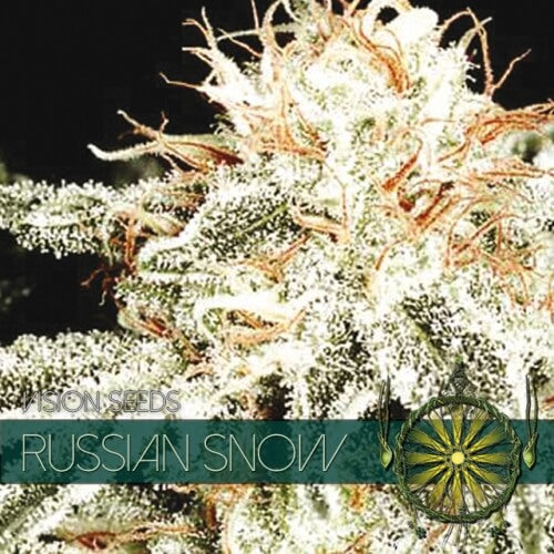 Russian Snow - 3 seeds