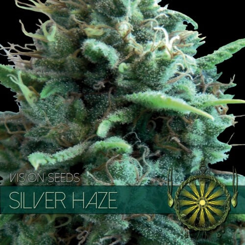 Silver Haze - 3 seeds