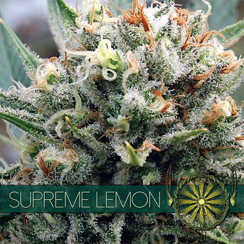 Supreme Lemon - 3 seeds